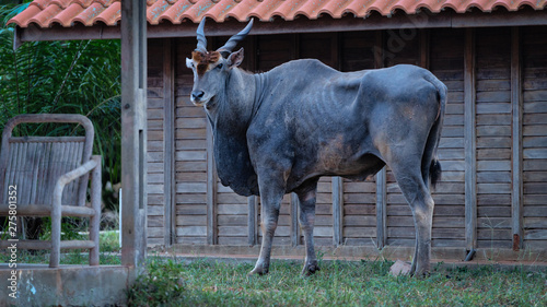 Eland d'Angola en visite dans un camp à la recherche d'eau