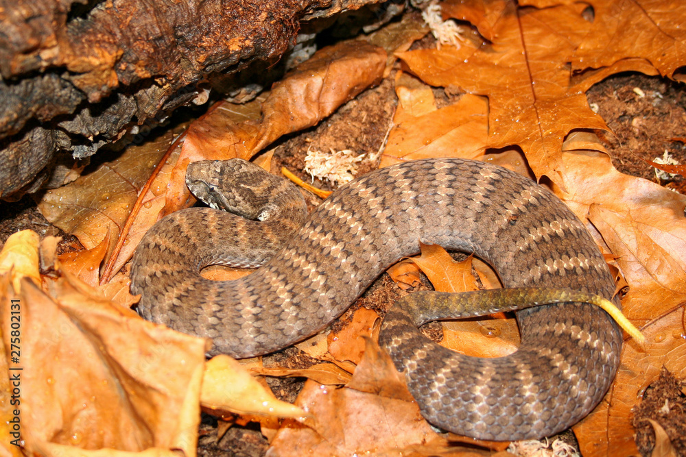 Fototapeta premium Australian deathadder in leaflitter