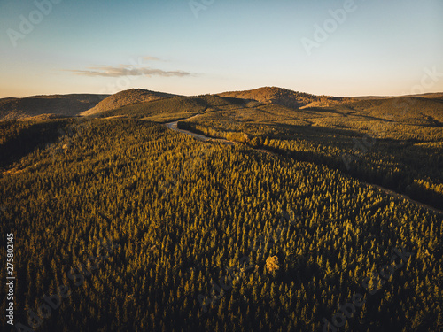 Road through pine forest near Taradale & Laurel Hill, Snowy Mountains, New South Wales photo