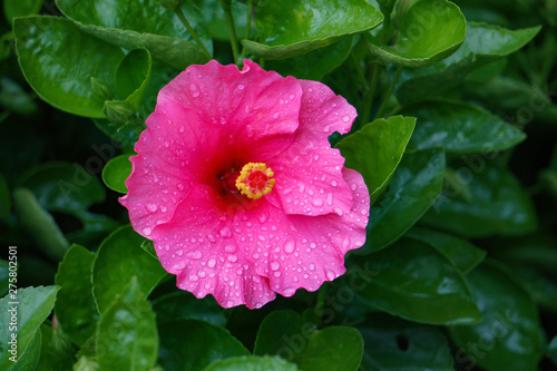 A Single Pink Hibiscus Flower Dark green background with rain Drops