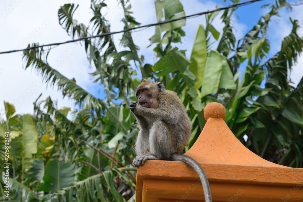 Fototapeta premium モーリシャスの野生ザル