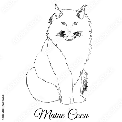 Maine coon cat coloring. Vector image
