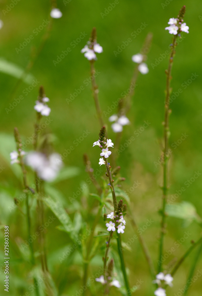 Eisenkraut, Verbene, officinalis, Vervain Eisenkraut, Verbene, officinalis, Vervain