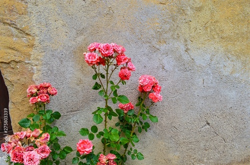 wild fading rose on the background of an old stone wall