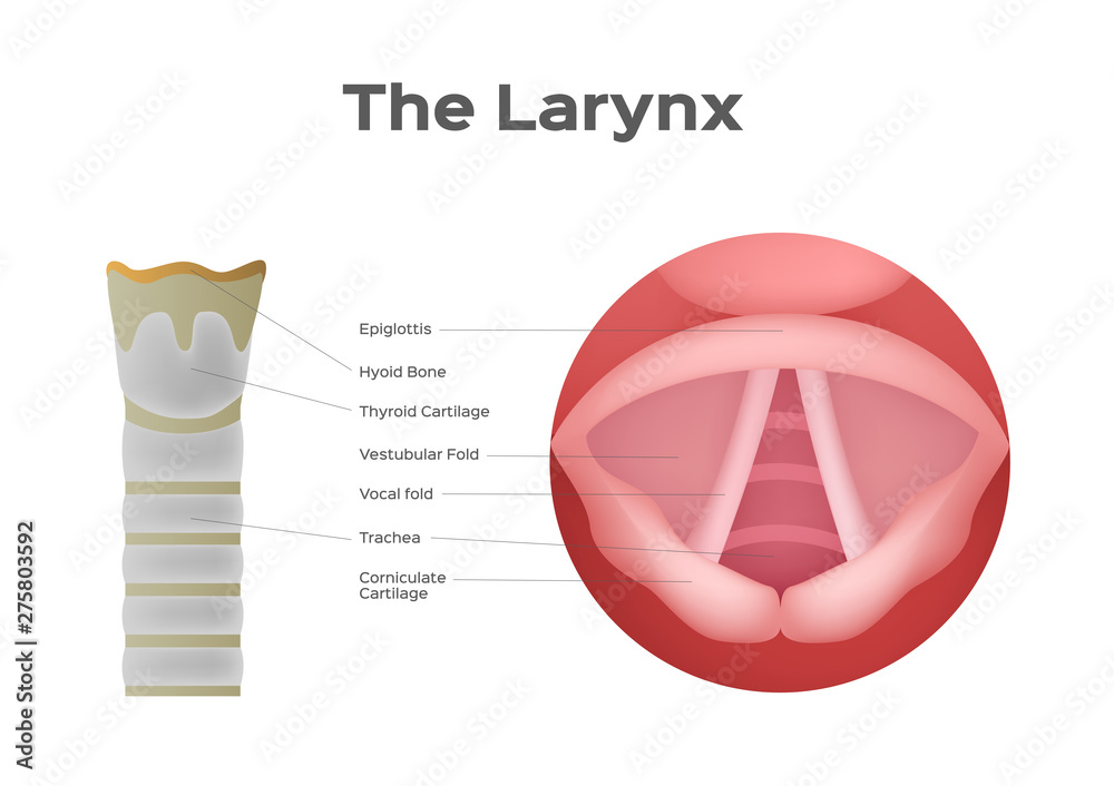 larynx and vocal cord vector , organ / anatomy / voice Stock Vector | Adobe  Stock