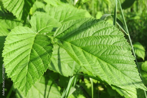Raspberry leaves in the garden in spring, closeup 