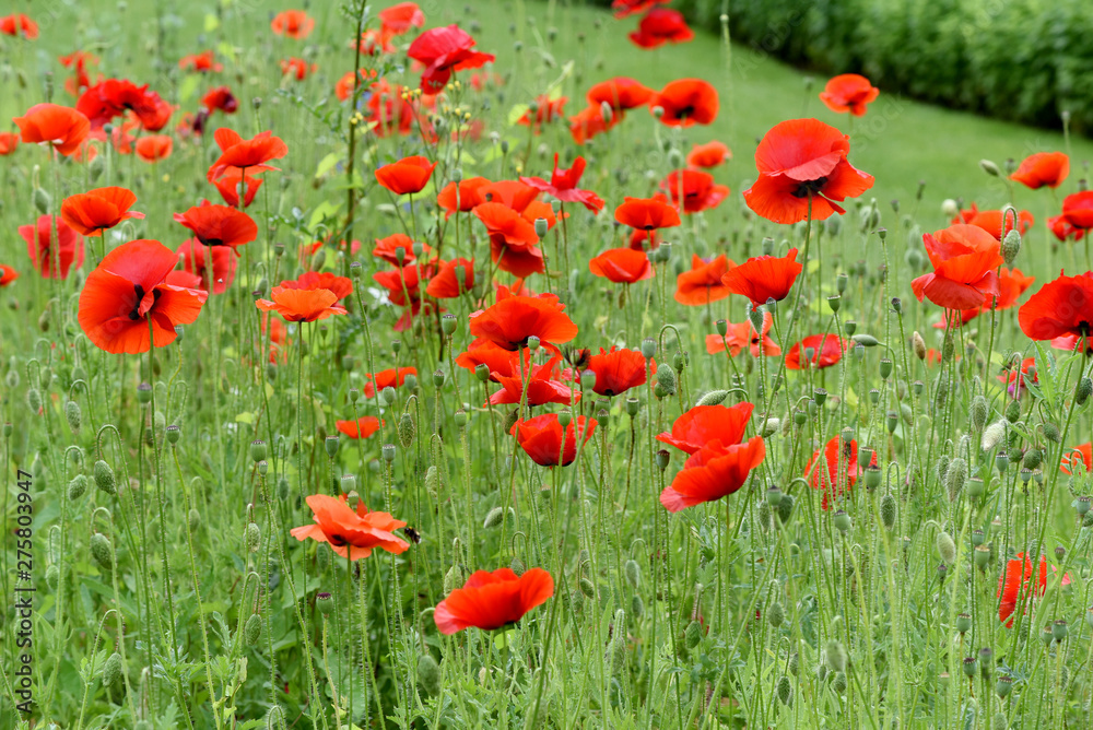 Obraz premium Klatschmohn, Papaver, rhoeas