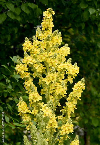 Koenigskerze, Grossbluetige, Verbascum, densiflorum