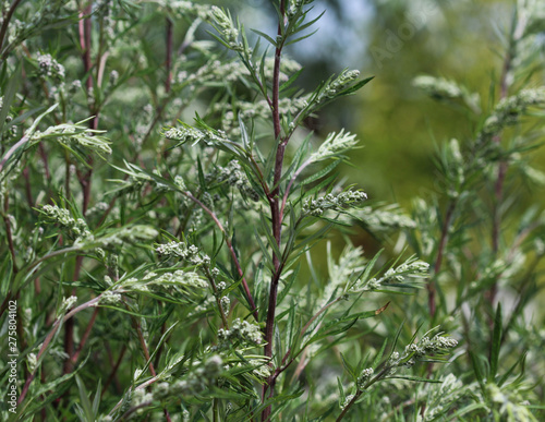 Artemisia vulgaris, also known as common mugwort, riverside wormwood, felon herb, chrysanthemum weed, wild wormwood. Blooming in spring