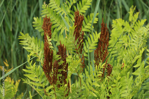 Osmunda regalis, or royal fern, blooming in spring