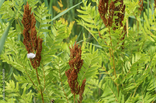 Osmunda regalis, or royal fern, blooming in spring photo