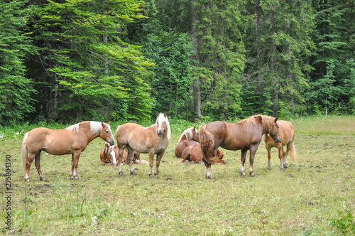 Herd of horses feeding on a meadow