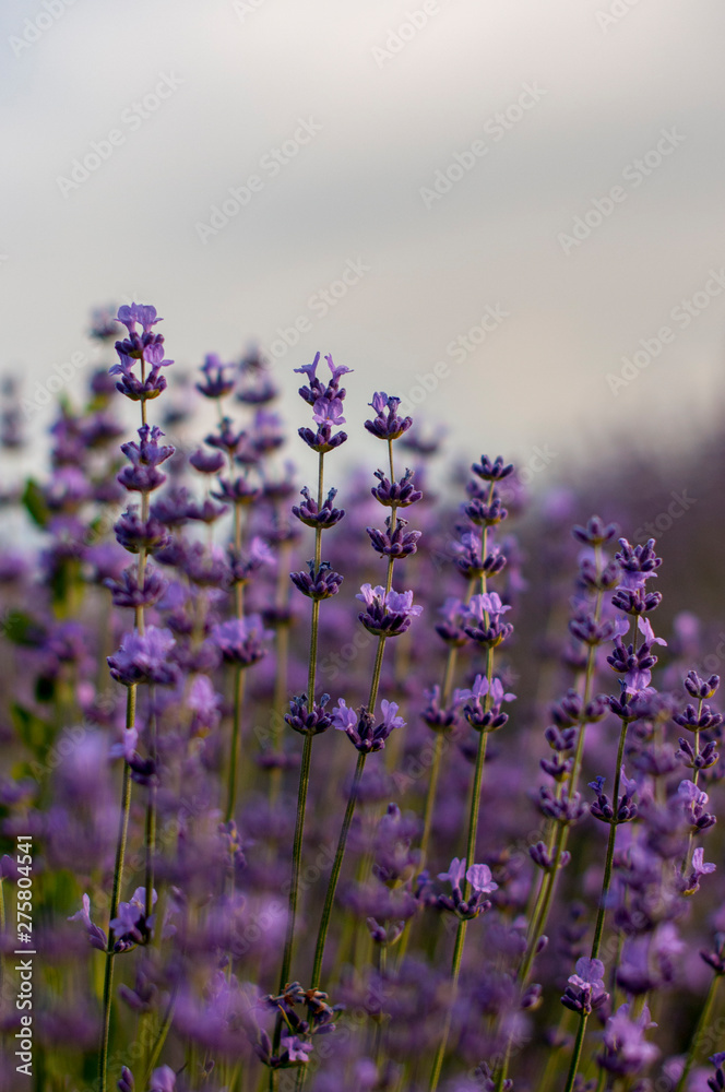 Obraz premium Romantic stems ot lavender field