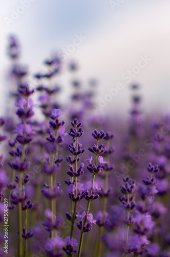 Romantic stems ot lavender field