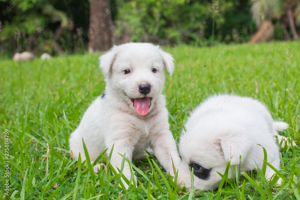 Thai bangkaew dog 2 cute white puppies playing in the park and look at camera sitting in grass.