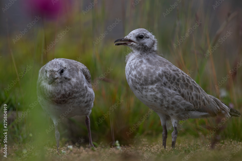 sea gull young close up/portraits with green background taken during summer/spring in Scotland. sea gull young close up/portraits with green background taken during summer/spring in Scotland.