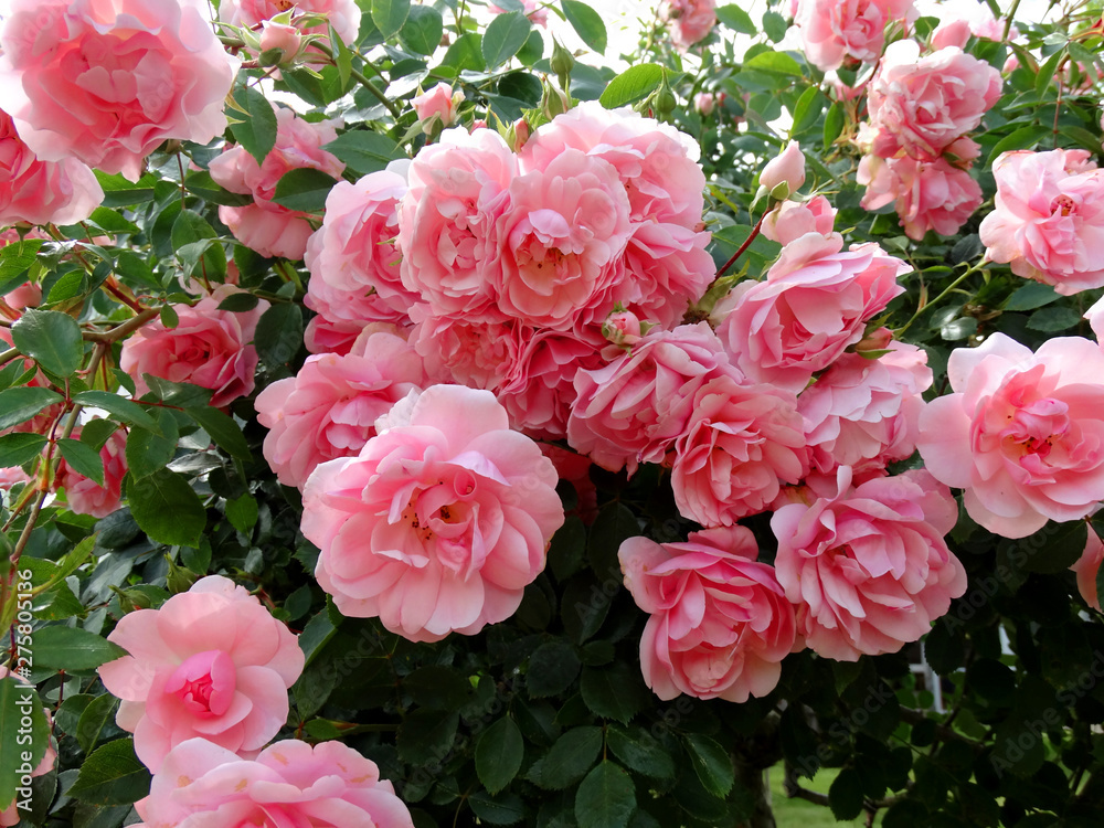 ein rosafarbenes Rosenstämmchen