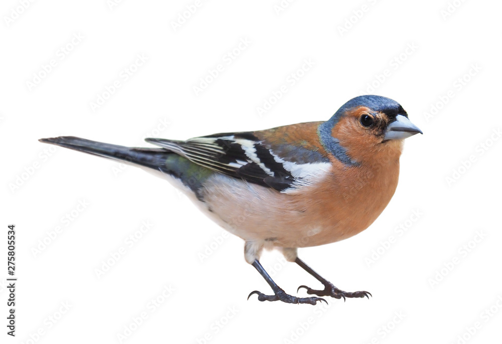 Fototapeta premium Male of Chaffinch (Fringilla coelebs), isolated on White background