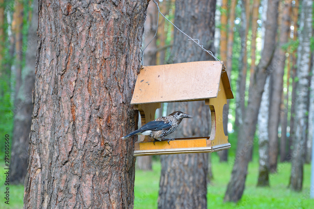 Siberian bird Kedrovka, lat. Nucifraga caryocatactes, from the Corvidae family. The bird eats nuts from the bird feeders in a pine forest. Siberian bird Kedrovka, lat. Nucifraga caryocatactes, from the Corvidae family. The bird eats nuts from the bird feeders in a pine forest.