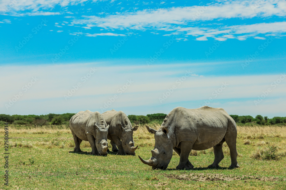 Obraz premium White Rhino in the Nxai Pan Park, Botswana, Africa