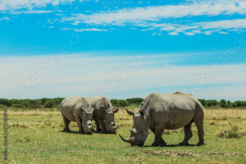 White Rhino in the Nxai Pan Park, Botswana, Africa