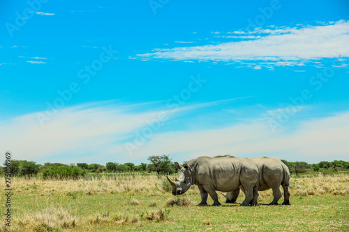 White Rhino in the Nxai Pan Park  Botswana  Africa