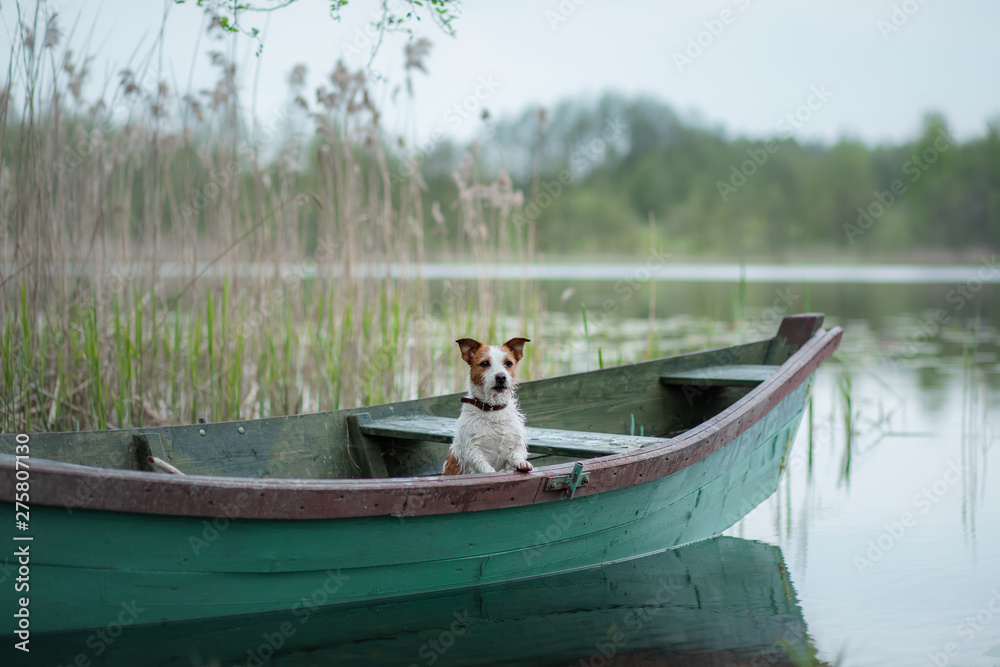 Jack Russell Terrier in a boat on the lake, a dog on the nature, travel