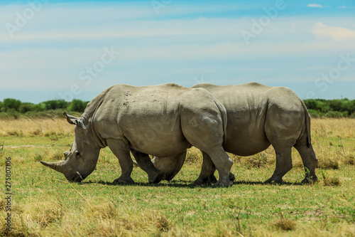 White Rhino in the Nxai Pan Park  Botswana  Africa