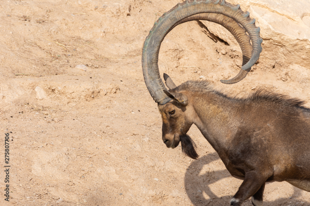 A head shot of a male Nubian Ibex standing showing off those large curved horns (capra nubiana) at the Al Ain Zoo. Copy  space.