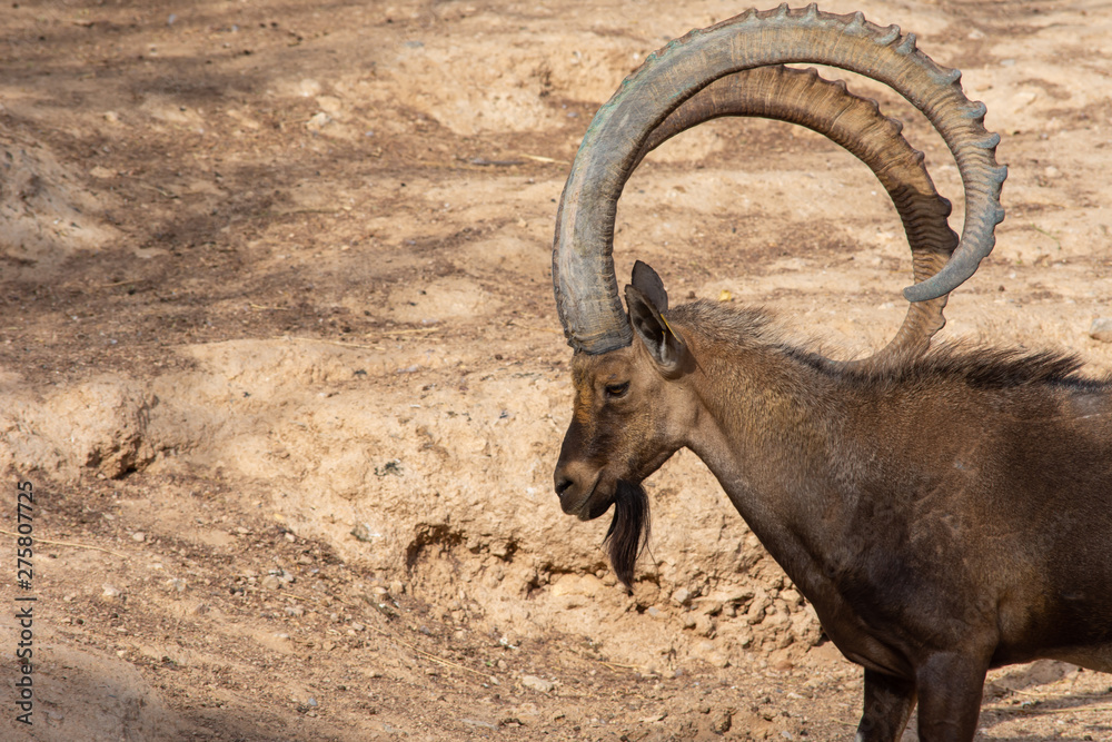 A head shot of a male Nubian Ibex standing showing off those large curved horns (capra nubiana) at the Al Ain Zoo. Copy  space.
