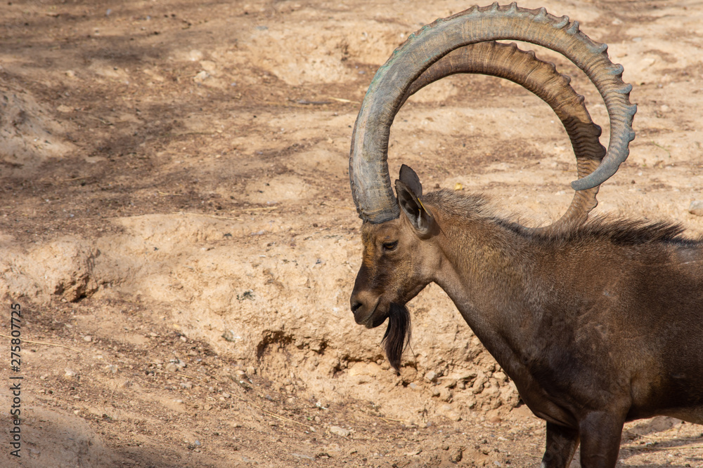 A head shot of a male Nubian Ibex standing showing off those large curved horns (capra nubiana) at the Al Ain Zoo. Copy space. A head shot of a male Nubian Ibex standing showing off those large curved horns (capra nubiana) at the Al Ain Zoo. Copy space.