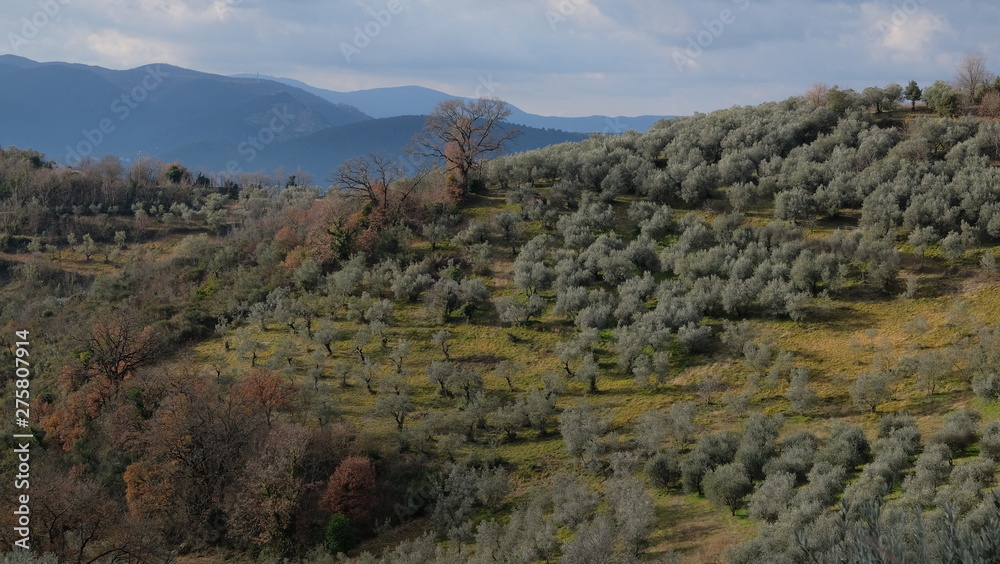 Fototapeta premium Montefranco Umbria Italy La Valnerina Olive trees