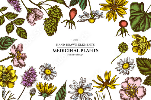 Floral design with colored celandine, chamomile, dog rose, hop, jerusalem artichoke, peppermint