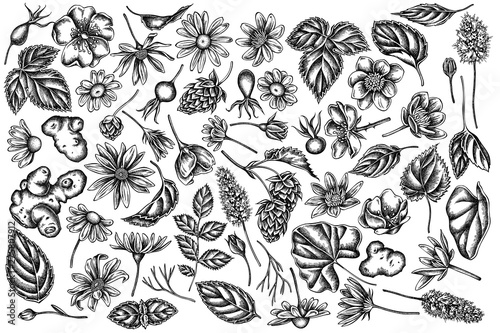 Vector set of hand drawn black and white celandine, chamomile, dog rose, hop, jerusalem artichoke, peppermint