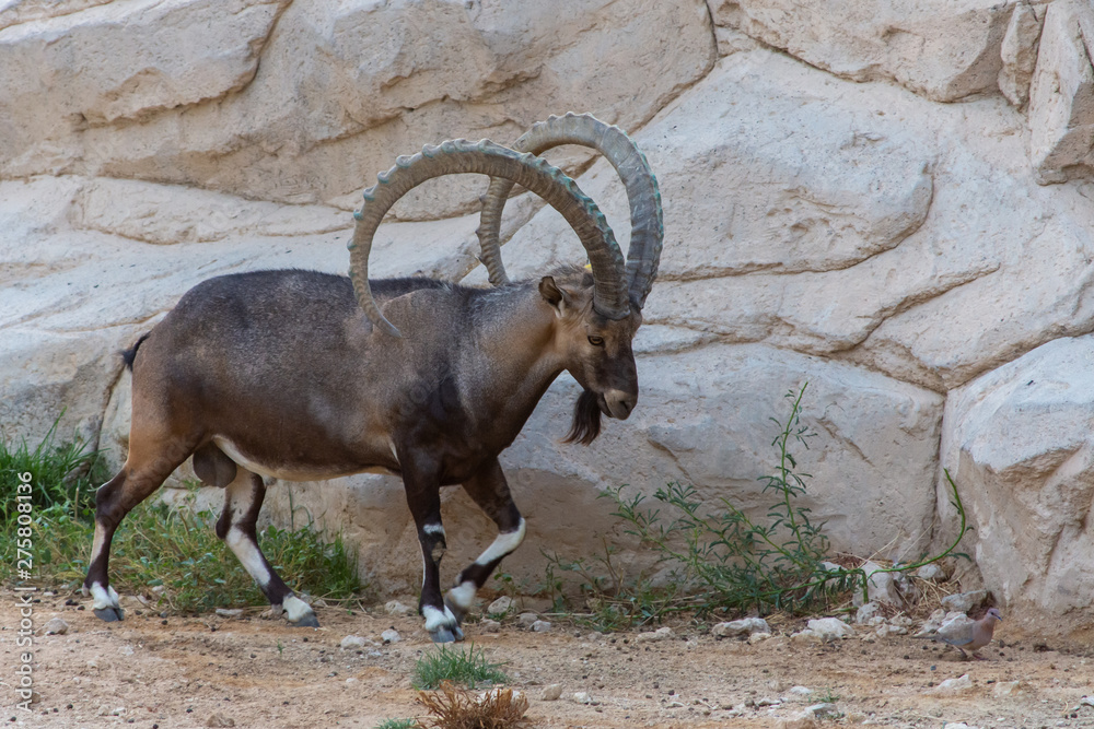 A male Nubian Ibex walking along the mountain rocks showing off those large curved horns (capra nubiana) at the Al Ain Zoo. A male Nubian Ibex walking along the mountain rocks showing off those large curved horns (capra nubiana) at the Al Ain Zoo.