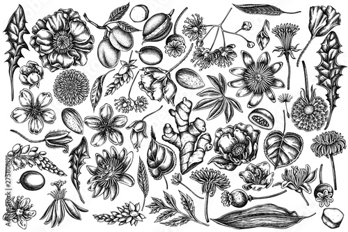 Vector set of hand drawn black and white almond, dandelion, ginger, poppy flower, passion flower, tilia cordata
