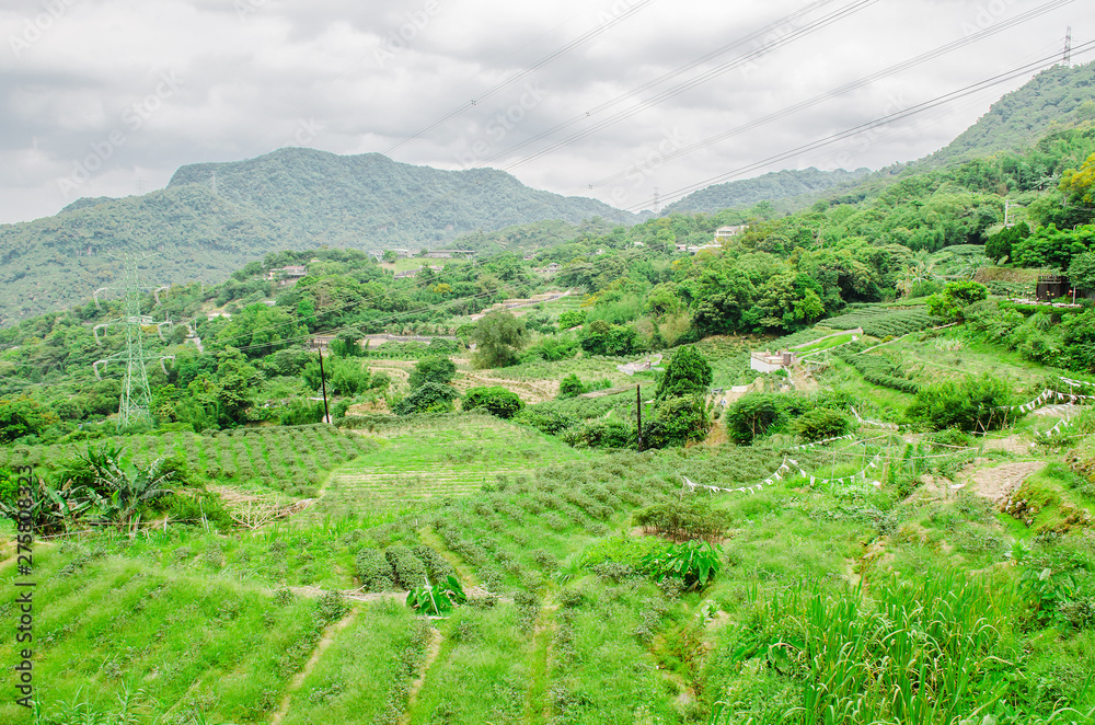 tea plantation in the mountaintop maokong district in taipei, taiwan.