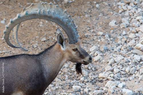 A close up of a male Nubian Ibex standing showing off those large curved horns (capra nubiana) at the Al Ain Zoo. Copy space right.