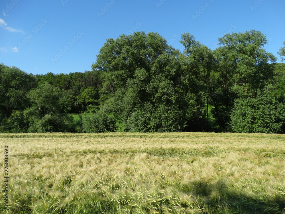 Getreidefeld Gerste Getreidefeld Gerste