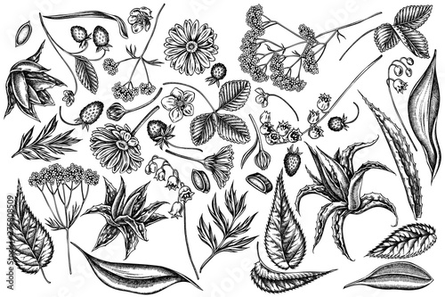 Vector set of hand drawn black and white aloe, calendula, lily of the valley, nettle, strawberry, valerian