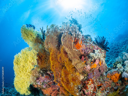 Fototapeta Naklejka Na Ścianę i Meble -  Sealife Tubbataha Reef (Philippines)