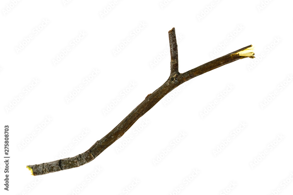 Dry tree twigs branches isolated on white background. close-up Dry tree twigs branches isolated on white background. close-up