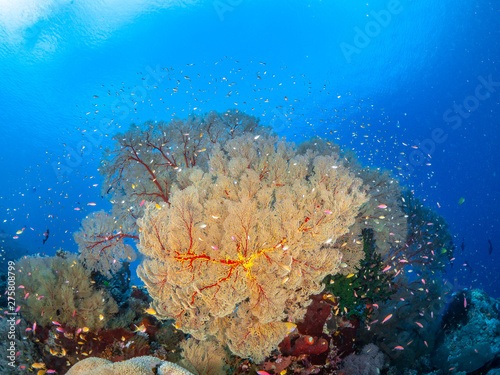 Fototapeta Naklejka Na Ścianę i Meble -  Sealife Tubbataha Reef (Philippines)
