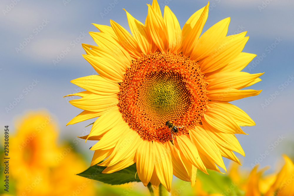 Common sunflower and summer, Auvergne, France.