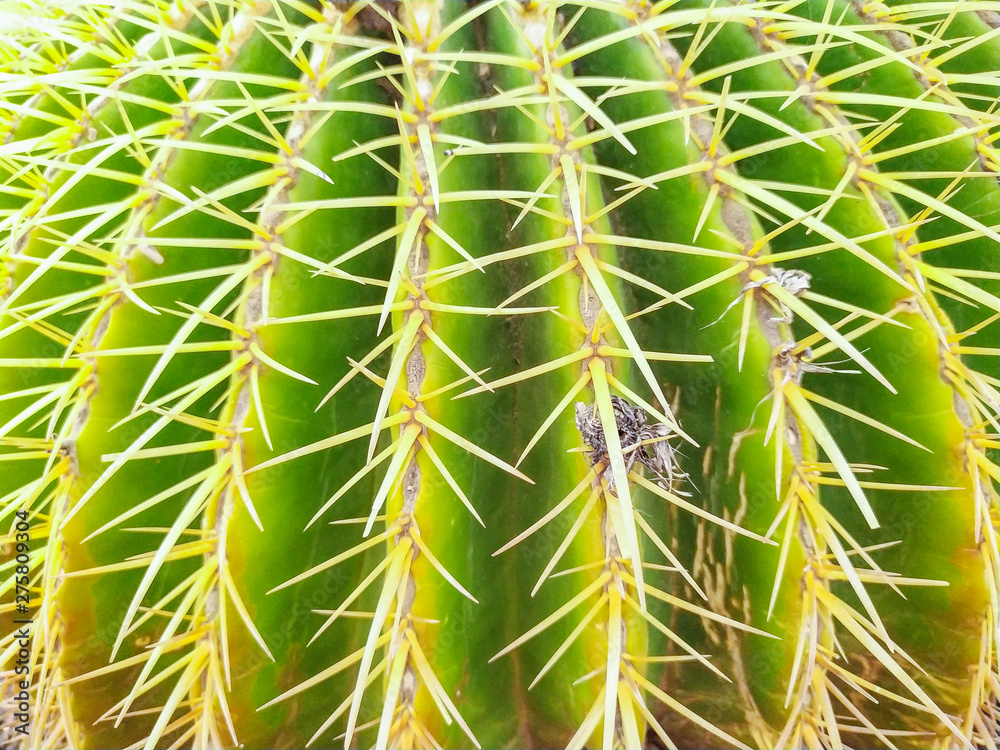 details of the spines of a round cactus