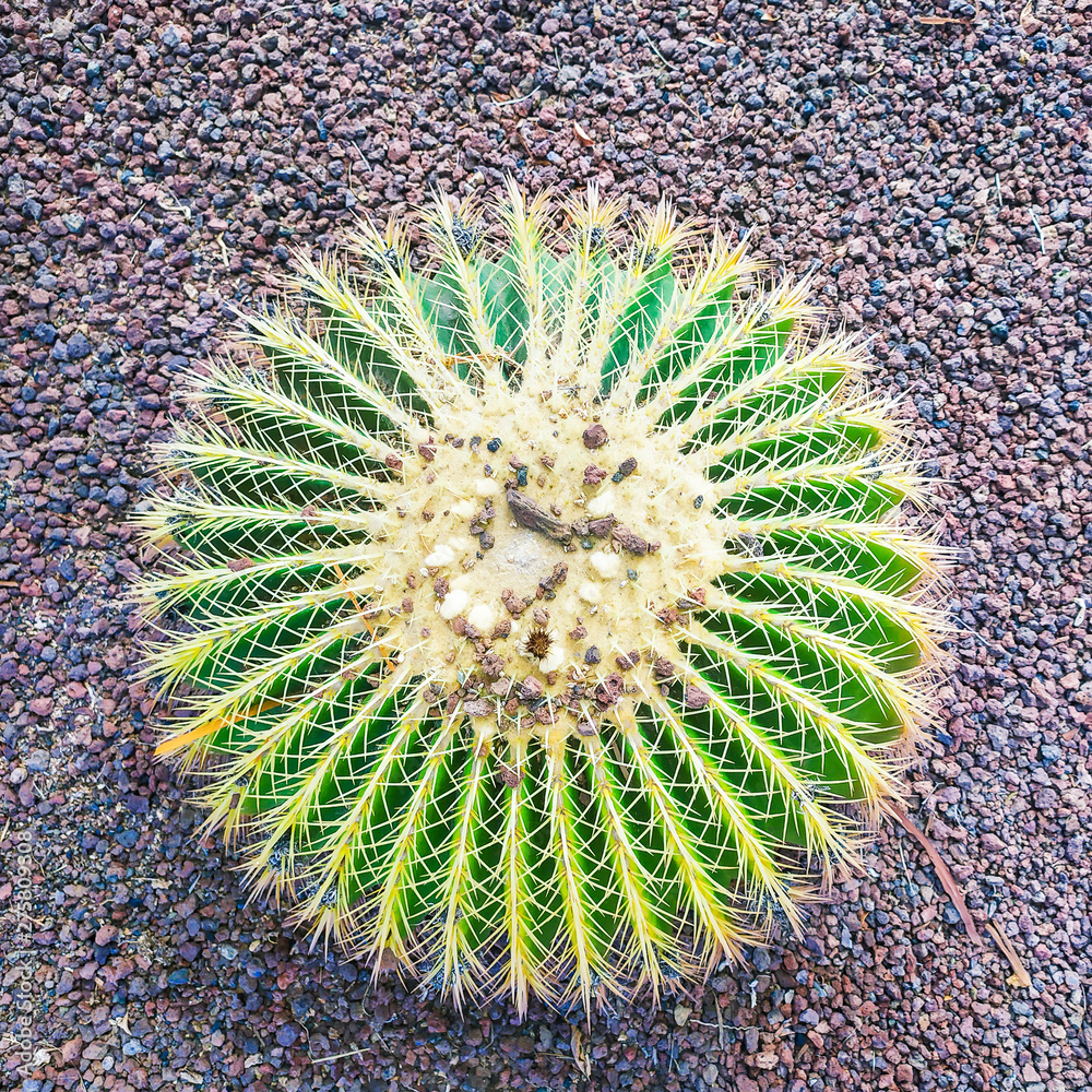 round cactus in vulcanic soil