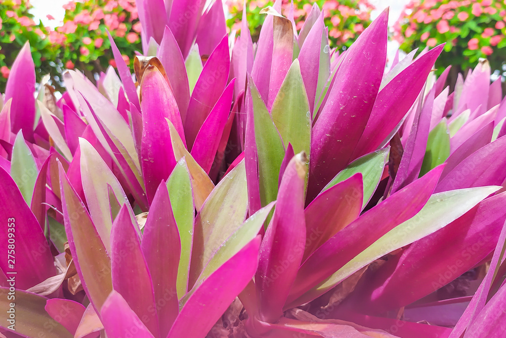 purple and green color plant