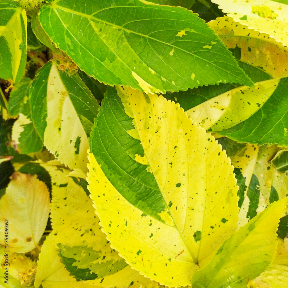 green and yellow abstract leaves