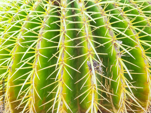 Obraz na płótnie details of the spines of a round cactus w salonie