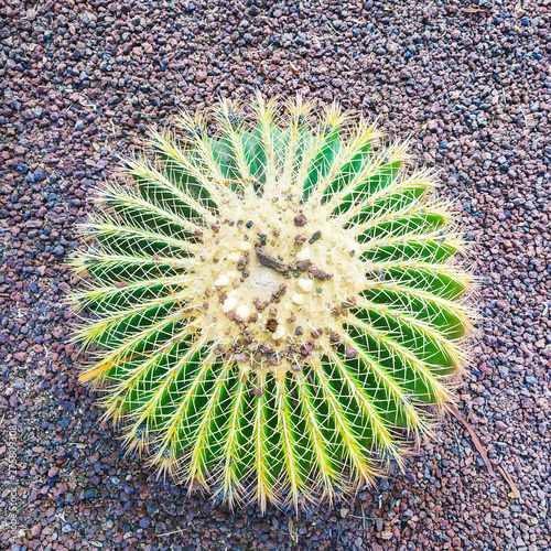 Obraz na płótnie round cactus in vulcanic soil w salonie